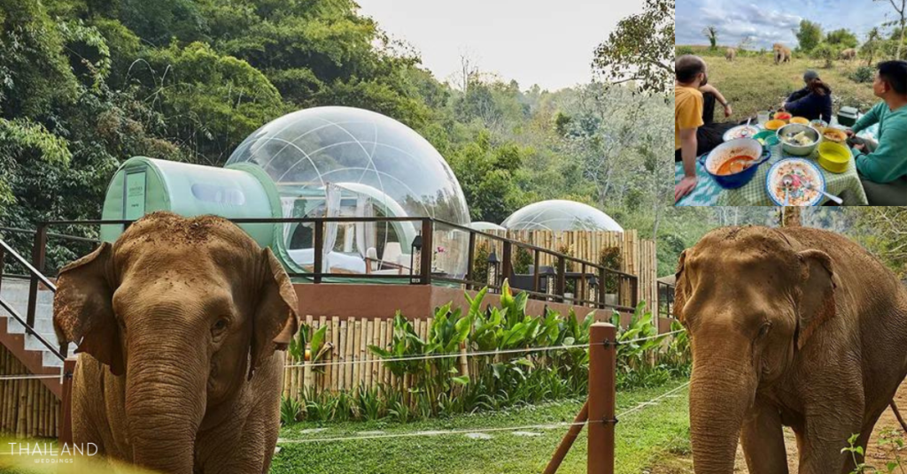 Elephant Sanctuary Experience & Picnic